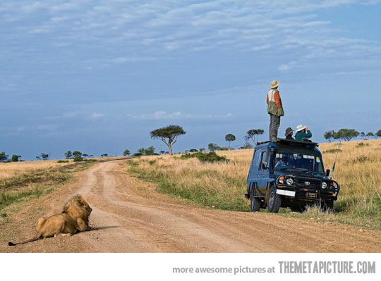 funny-Safari-lion-Africa